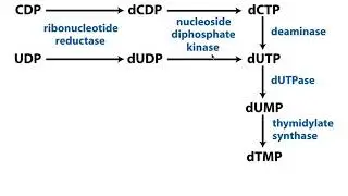 Nucleotide Metabolism | Complicated Conversion of CTP/UTP to Thymine