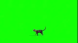Cat Walk Fast Green Screen