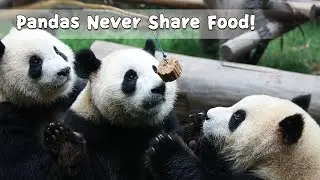 Pandas Never Share Food!  | iPanda