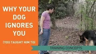Why Your Dog Ignores You (You Taught Him To)