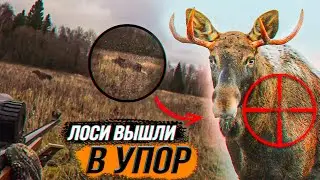 Охота на ЛОСЯ🔥Добыли ЛОСЯ💥Лосиное Эльдорадо⚡️