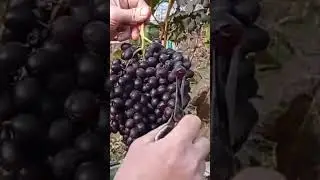 @Виноград Іванка чудо кишмиш