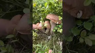 Оце знахідка😱 Сімейка білих грибів 🍄‍🟫