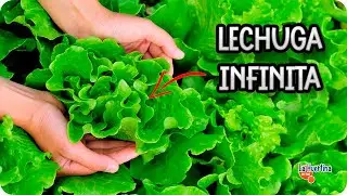 👍 Trick to Harvest Lettuce Always Fresh for Longer - How and When to Harvest Lettuce