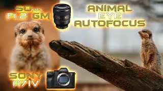 Animal Eye Autofocus + 50mm 1.2 GM - First Impressions with Sony