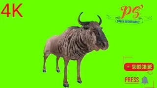 Nilgai Green Screen Video  ! नीलगाय     Green Background Video.