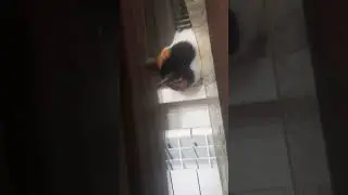 Вы кто такие Я Вас не звал! Идите  нахуй  пародия моей кошкой (2024)
