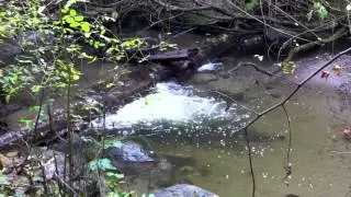 Salmon in Pipers Creek