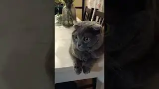 #cat