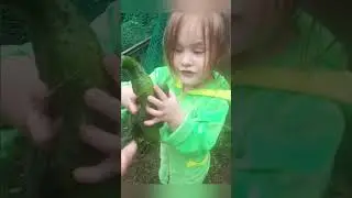 Жизнь на Кубани 15 июня 2023 г.