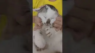 Кошачья милота - Кошка Карамелька #shorts