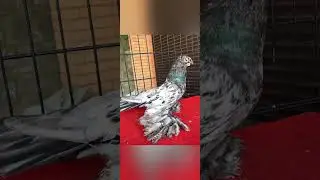 doves friends