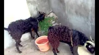 ALTAI MOUNTAIN GOATS ( MIRZA FARMS)