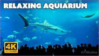 Relaxing Giant Aquarium 4K 🐋 Music for meditation and sleep