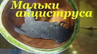 Анциструсы Размножение в общем аквариуме Мальки анциструса Сом прилипала