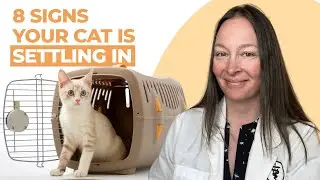 Signs Your Cat Is Adjusting to Their New Home