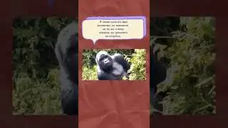 #приколы