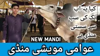 New Mandi Public Cattle Market Karachi Cattle Rate Update | Cow Mandi 2024 Bakra Eid Season 2024 |