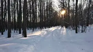 Роща зимой