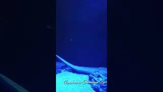 Aquarium in Trivandrum Zoo #shorts #shortvideo #fish