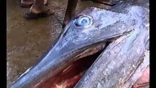 Рыбный рынок на Шри-Ланке