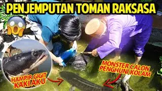 PENJEMPUTAN TOMAN RAKSASA! BISA SAMPAI 1,5 METER! IKAN GABUS TERBESAR DI DUNIA! PENGHUNI KOLAM BARU!