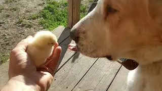 Цыпленок против алабая / Chicken vs. Alabai
