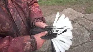 3 декабря  Николаевские голуби  Юзик