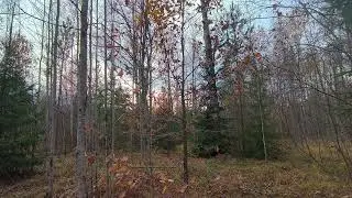 Осенний лес. ч.8. Октябрь 2024