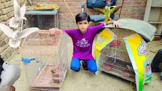 Diamond Dove ko phir Say Ik cage May Kr diya || My Vlog