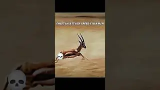 Cheetah vs Gazelle 