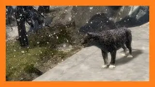 Guild Wars 2 - Snow Leopard Pet Locations