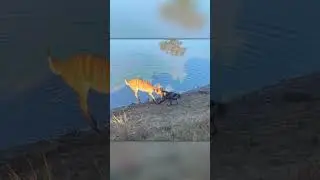 Wild Dog vs Antelope and Lioness