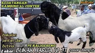 TERUPDATE HARI INI‼️HARGA KAMBING BAKALAN JANTAN DAN BETINA PE KALIGESENG BUKA HARAG 10 JT NEGO