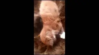 ШОК КОШКА ЧУТЬ НЕ СЪЕЛА КОТЕНКА