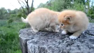 котята, смешные котята, веселые кошки, прикол, сбоник приколов, смешной кот, ghbrjks 2014