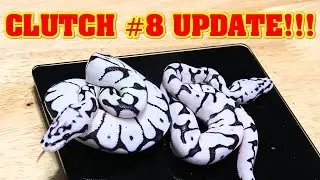 Let's update clutch #8! Axanthic ball pythons are my FAVORITE!