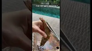 Like if you've eaten shrimp with 💩