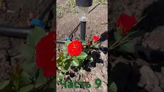 Ч.9 Обзор роз с названиями #огород #рекомендации #обзор #розы #саженцы #распаковка #капельныйполив