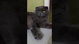 Лікуватися 😂 #catsofyoutube #смішнівідео #гумор #scottishfold
