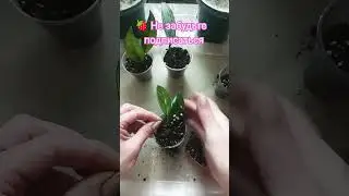 🌱Посадка черенков Хойи 