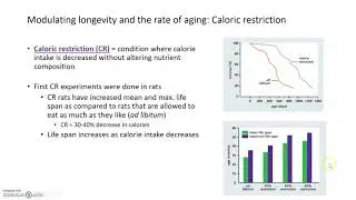 Modulating Rate of Aging with Caloric Restriction