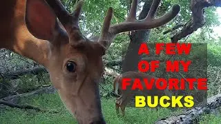 A Few of My Favorite Bucks!