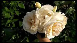 Красотка Lions Rose из питомника 
