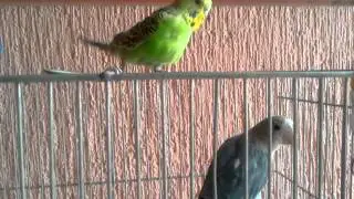 Budgie meets african lovebird
