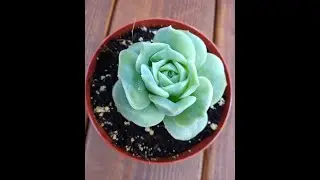 Greenovia Mountain Rose and Graptoveria Lovely Roses Available For Sale. #Short Video