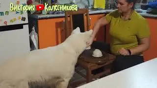Белая швейцарская авчарка играет в наперстки