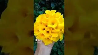 💛