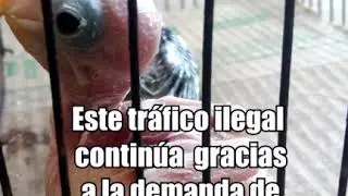 Mira lo que pasa cuando compras un perico, loco o cotorro