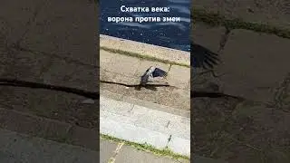Fight of the Century: Crow vs. Snake